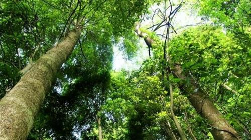 The world's largest nanmu golden tree is 4300 years old, unfortunately it could not survive robbery and is now a priceless treasure.