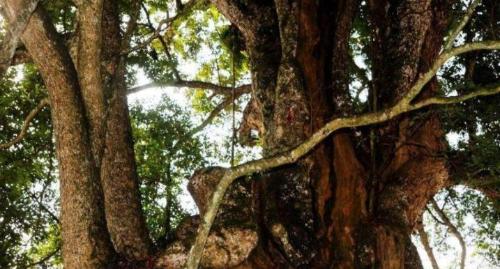 The world's largest nanmu golden tree is 4300 years old, unfortunately it could not survive robbery and is now a priceless treasure.