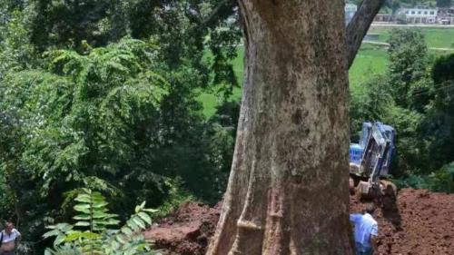 The world's largest nanmu golden tree is 4300 years old, unfortunately it could not survive robbery and is now a priceless treasure.