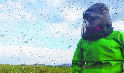 Mosquitoes planted in pots, 7 war dogs killed How dangerous is my country's most "dangerous border area"?