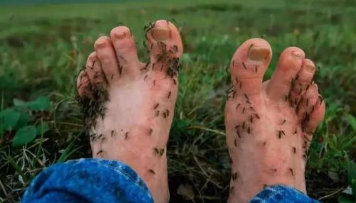 Mosquitoes planted in pots, 7 war dogs killed How dangerous is my country's most "dangerous border area"?