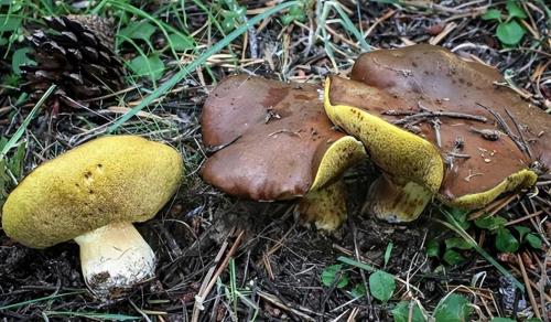The Public Security Bureau is growing 5 large aspen mushrooms! In Yunnan, you never know where bacteria will grow