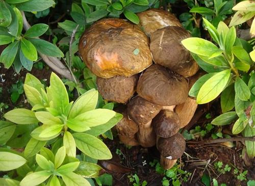 The Public Security Bureau is growing 5 large aspen mushrooms! In Yunnan, you never know where bacteria will grow