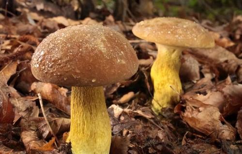 The Public Security Bureau is growing 5 large aspen mushrooms! In Yunnan, you never know where bacteria will grow
