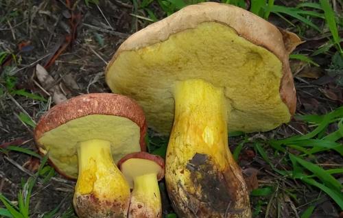 The Public Security Bureau is growing 5 large aspen mushrooms! In Yunnan, you never know where bacteria will grow