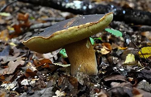 The Public Security Bureau is growing 5 large aspen mushrooms! In Yunnan, you never know where bacteria will grow