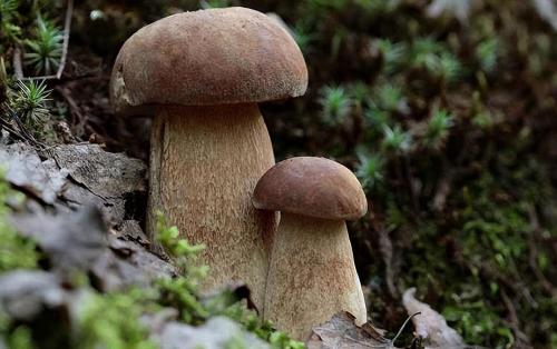 The Public Security Bureau is growing 5 large aspen mushrooms! In Yunnan, you never know where bacteria will grow