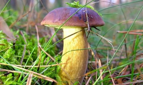 The Public Security Bureau is growing 5 large aspen mushrooms! In Yunnan, you never know where bacteria will grow