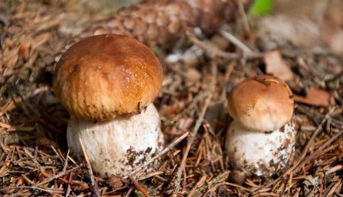 The Public Security Bureau is growing 5 large aspen mushrooms! In Yunnan, you never know where bacteria will grow