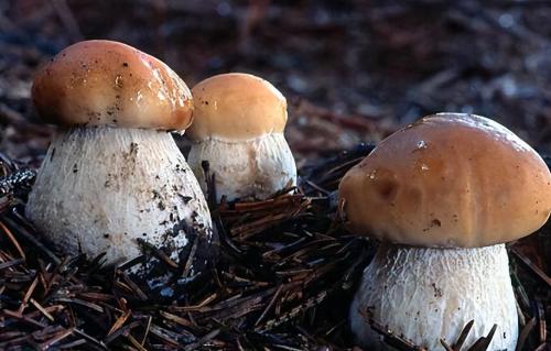 The Public Security Bureau is growing 5 large aspen mushrooms! In Yunnan, you never know where bacteria will grow