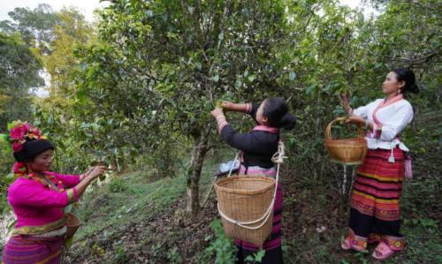 The last 80-year-old Prince Blang in Yunnan lived in seclusion in a virgin forest in "Land of Eight Hundred Daughters-in-Law."
