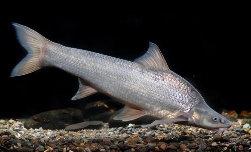 Fish in Yangtze River were once endangered! After policy was made public, did it overwhelm one after another? Experts say no