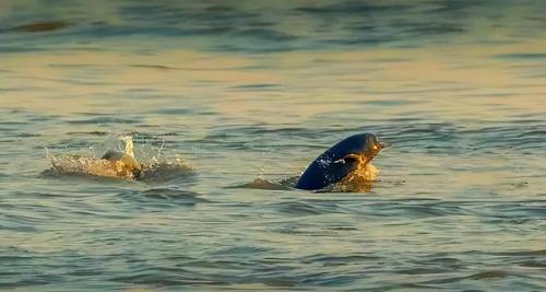 Fish in Yangtze River were once endangered! After policy was made public, did it overwhelm one after another? Experts say no