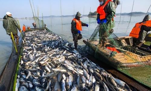 Fish in Yangtze River were once endangered! After policy was made public, did it overwhelm one after another? Experts say no