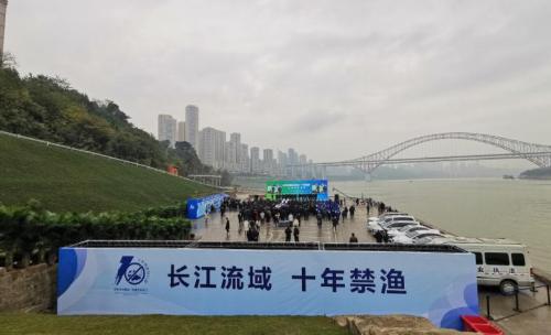 Fish in Yangtze River were once endangered! After policy was made public, did it overwhelm one after another? Experts say no