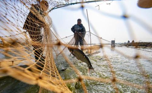 Fish in Yangtze River were once endangered! After policy was made public, did it overwhelm one after another? Experts say no