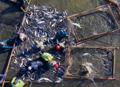 Fish in Yangtze River were once endangered! After policy was made public, did it overwhelm one after another? Experts say no