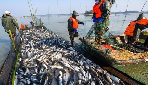 Fish in Yangtze River were once endangered! After policy was made public, did it overwhelm one after another? Experts say no