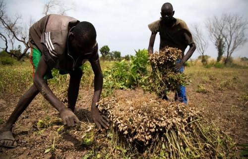 Are Africans who can't get enough so focused on growing sesame instead of rice, corn and other crops?
