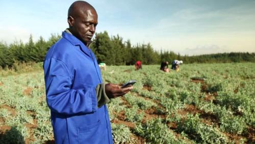 Are Africans who can't get enough so focused on growing sesame instead of rice, corn and other crops?
