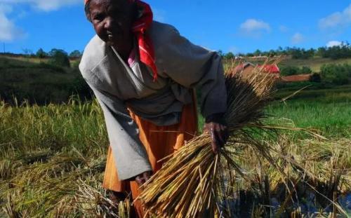 Are Africans who can't get enough so focused on growing sesame instead of rice, corn and other crops?
