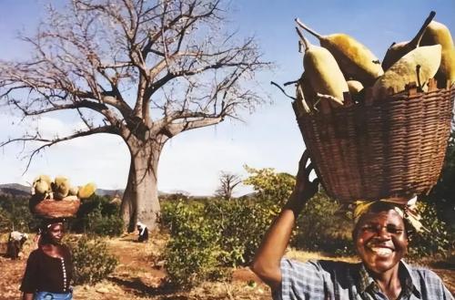 Are Africans who can't get enough so focused on growing sesame instead of rice, corn and other crops?
