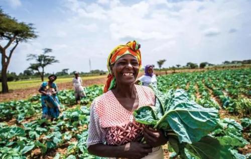 Are Africans who can't get enough so focused on growing sesame instead of rice, corn and other crops?

