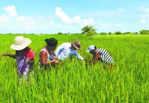 Are Africans who can't get enough so focused on growing sesame instead of rice, corn and other crops?
