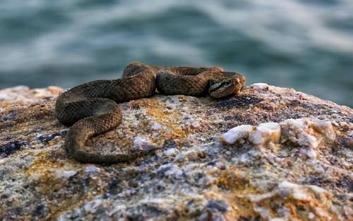 Why are there so many snakes on Dalian Snake Island? Less than 1 square kilometer, where about 20,000 snakes hide.