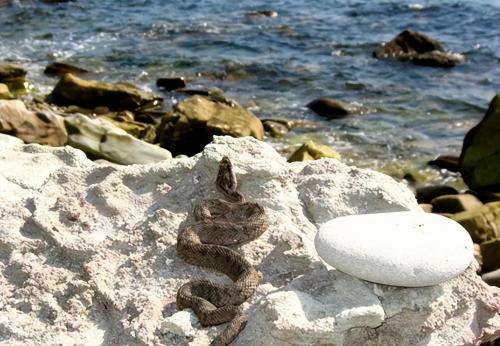 Why are there so many snakes on Dalian Snake Island? Less than 1 square kilometer, where about 20,000 snakes hide.