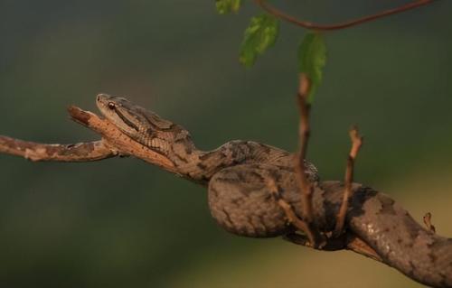 Why are there so many snakes on Dalian Snake Island? Less than 1 square kilometer, where about 20,000 snakes hide.