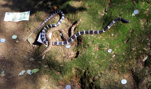 Why are there so many snakes on Dalian Snake Island? Less than 1 square kilometer, where about 20,000 snakes hide.