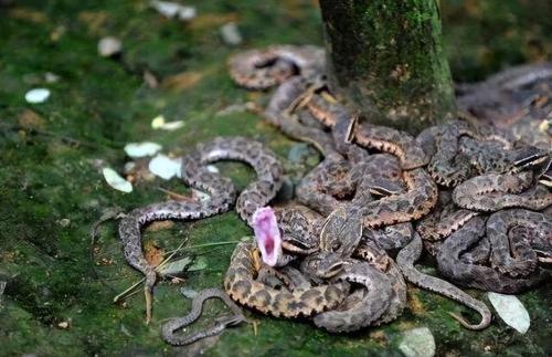 Why are there so many snakes on Dalian Snake Island? Less than 1 square kilometer, where about 20,000 snakes hide.