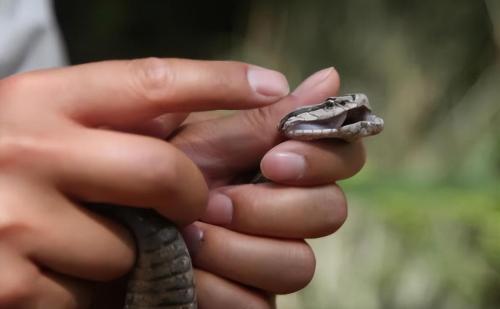 Why are there so many snakes on Dalian Snake Island? Less than 1 square kilometer, where about 20,000 snakes hide.