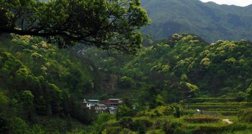 The Longevity Village is hidden deep in mountains of Anhui, it is said to be protected by "dragon vein", and tourists from all over world come here to recuperate.