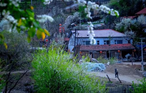 A small village in mountains of Jilin is full of people from Shandong who miss their hometown but cannot return.
