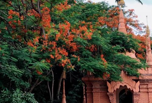 After leaving Sanya, people from northeast flocked to this city full of Southeast Asian style, delicious food.