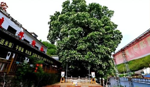 Under snow-capped mountains in Yunnan, there is a thousand-year-old bodhi tree "Buddha's Hand", which locals consider auspicious.