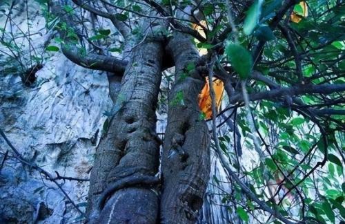 Under snow-capped mountains in Yunnan, there is a thousand-year-old bodhi tree "Buddha's Hand", which locals consider auspicious.