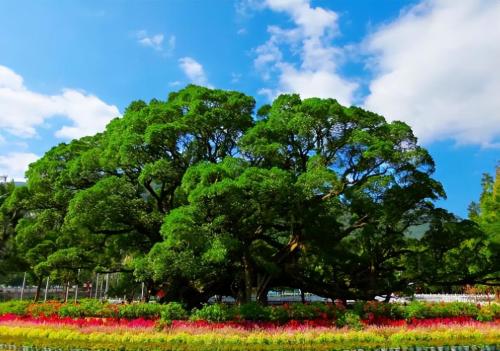 Under snow-capped mountains in Yunnan, there is a thousand-year-old bodhi tree "Buddha's Hand", which locals consider auspicious.