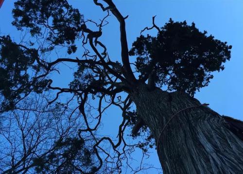 Under snow-capped mountains in Yunnan, there is a thousand-year-old bodhi tree "Buddha's Hand", which locals consider auspicious.