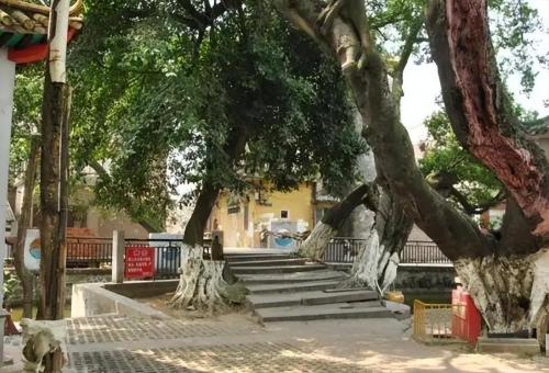Under snow-capped mountains in Yunnan, there is a thousand-year-old bodhi tree "Buddha's Hand", which locals consider auspicious.