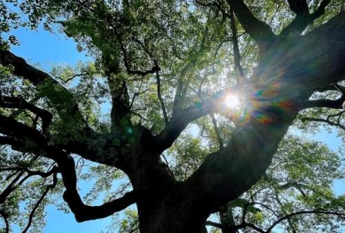 Under snow-capped mountains in Yunnan, there is a thousand-year-old bodhi tree "Buddha's Hand", which locals consider auspicious.