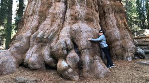 The largest tree in world weighing over 2800 tons is over 3500 years old