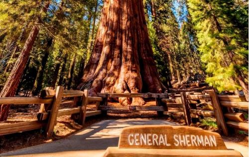 The largest tree in world weighing over 2800 tons is over 3500 years old