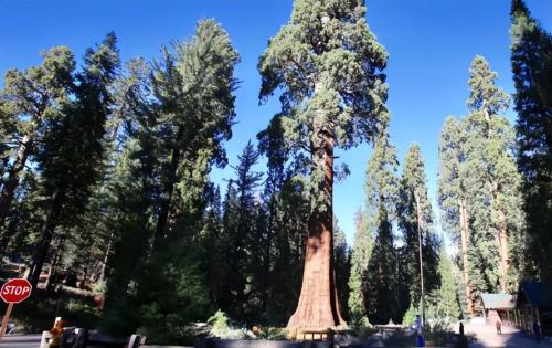 The largest tree in world weighing over 2800 tons is over 3500 years old