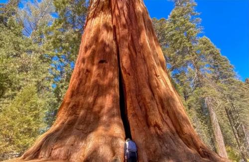The largest tree in world weighing over 2800 tons is over 3500 years old