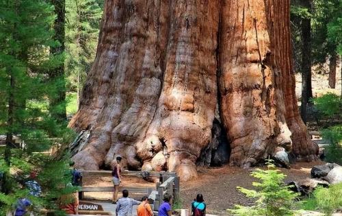 The largest tree in world weighing over 2800 tons is over 3500 years old