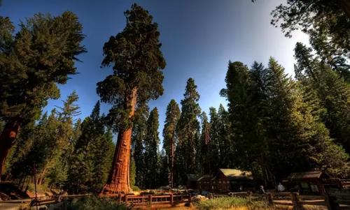 The largest tree in world weighing over 2800 tons is over 3500 years old