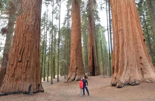 The largest tree in world weighing over 2800 tons is over 3500 years old